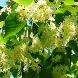Опилки липовые оптом в Обнинске от завода-производителя Лигнум Ресурс